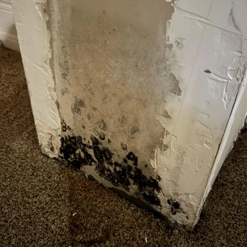 Professional Mold Removal in New Burlington, OH